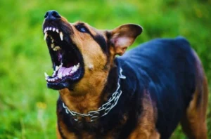 Dog with mouth open to show a dog bite injury